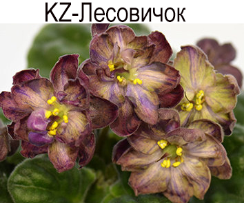 KZ-Лесовичок (Заикина)