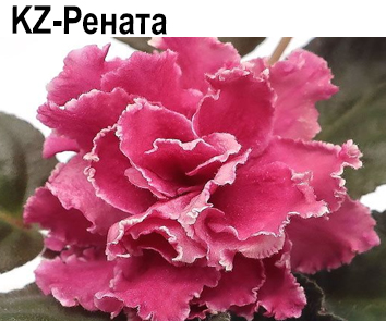 KZ-Рената (Заикина)