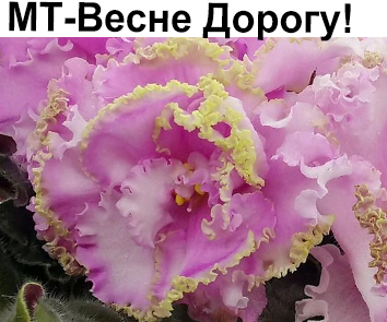 МТ-Весне Дорогу! (Тотиева)