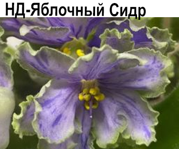 НД-Яблочный Сидр  НОВИНКА