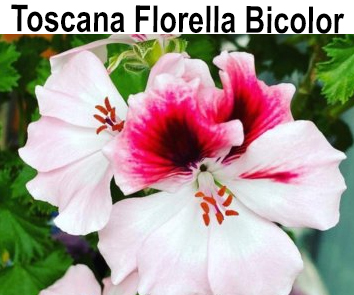 Пеларгония Toscana Florella Bicolor