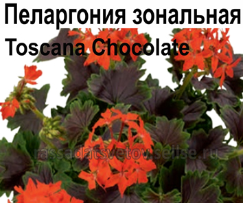 Пеларгония зональная Toscana Chocolate