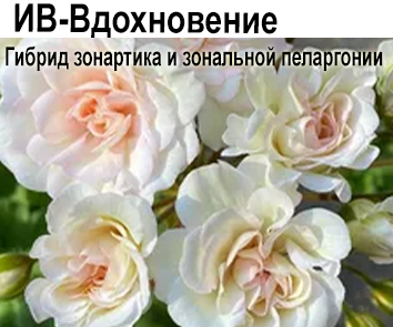 Пеларгония ИВ-Вдохновение (гибрид розебудной и зонартика)