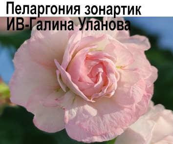 Пеларгония розебудная  зонартик Галина Уланова