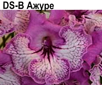 DS-В Ажуре (Диметрис)