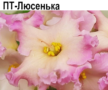 ПТ-Люсенька (Пугачева)  НОВИНКА КАТАЛОГА!