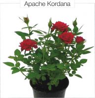 Роза горшечная "APACHE KORDANA"