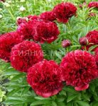 Pion-Red-Sharm-2-3p-1-sht