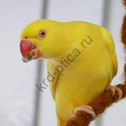 Ожере́ловый попуга́й Кра́мера (Psittacula krameri) желтый