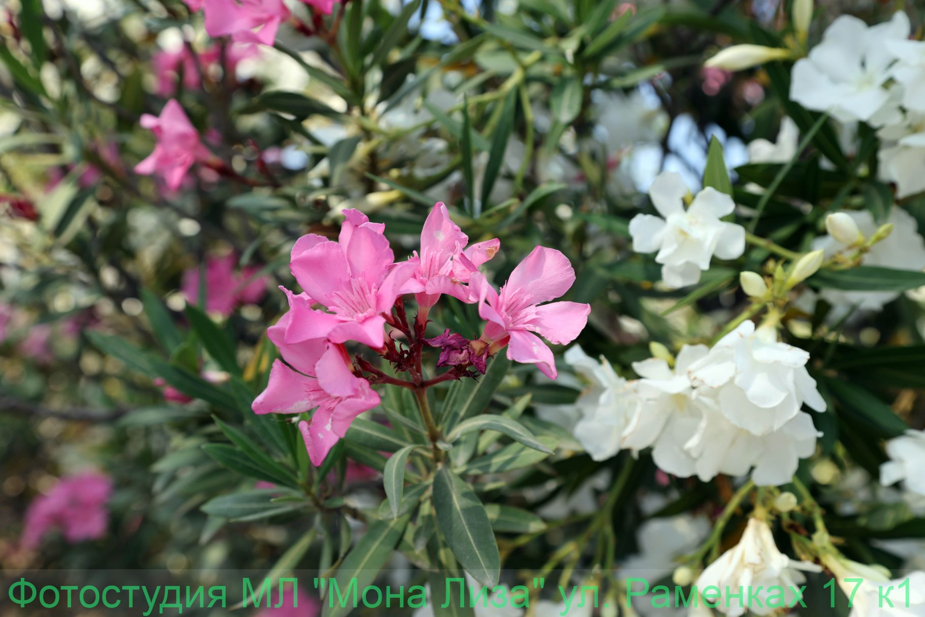 Александров