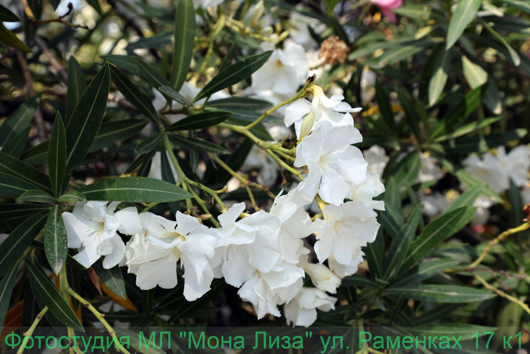 Александров