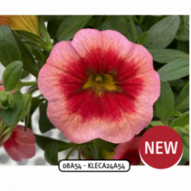 КАЛИБРАХОА FRESH AND FRUITY SMOOTHIE (Я)