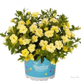 КАЛИБРАХОА MINIFAMOUS NEO DOUBLE LEMON 15