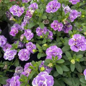 КАЛИБРАХОА MINIFAMOUS NEO DOUBLE LOOPY LAVENDER