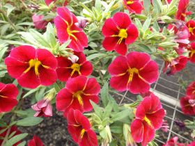 КАЛИБРАХОА MINIFAMOUS RAVE CHERRY 23 (Я)