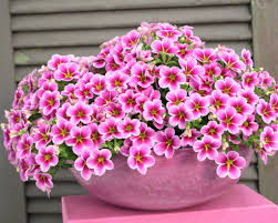 КАЛИБРАХОА MINIFAMOUS RAVE PINK BARBADOS (Я)