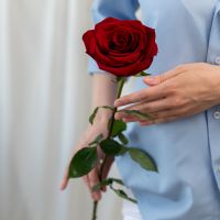 1 роза (сорт Эксплорер)