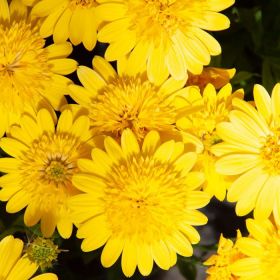 ОСТЕОСПЕРМУМ FLOWER POWER 3D DEEP SUN