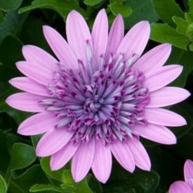 ОСТЕОСПЕРМУМ FLOWER POWER 3D PINK BICOLOR (Я)