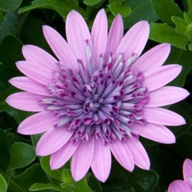 ОСТЕОСПЕРМУМ FLOWER POWER 3D PINK BICOLOR
