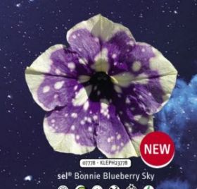 ПЕТУНИЯ BONNIE BLUEBERRY SKY (Я)