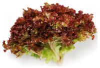 Лолло росса, кг