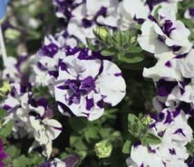 ПЕТУНИЯ SWEETSUNSHINE BLUE SKY (Я)