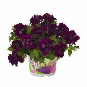 ПЕТУНИЯ SWEETSUNSHINE BURGUNDY