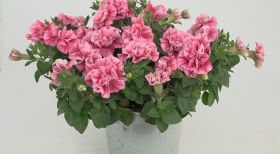 ПЕТУНИЯ SWEETSUNSHINE COMPACT PINK RED VEINS