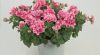 ПЕТУНИЯ SWEETSUNSHINE COMPACT PINK RED VEINS