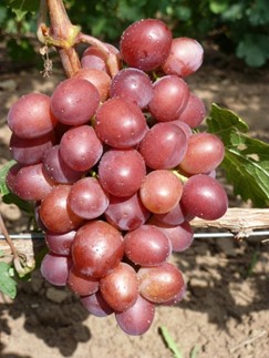 Виноград столовый Пёстрый