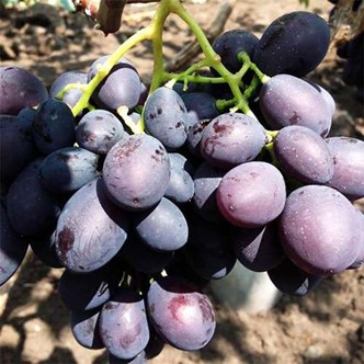 Виноград столовый Каталония