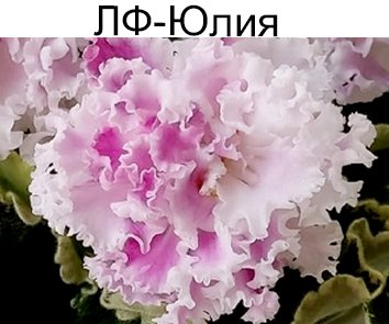 ЛФ-Юлия (Л.Федосеева)