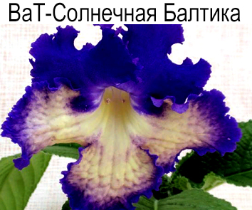 ВаТ-Солнечная Балтика (Валькова)