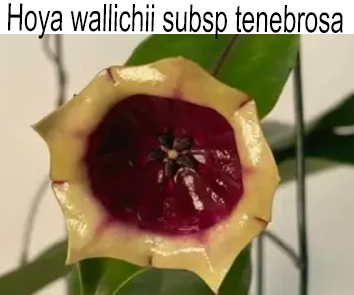 Хойя Wallichii Subsp Tenebrosa  НОВИНКА КАТАЛОГА!