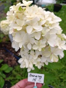 Гортензия метельчатая Пинкачу