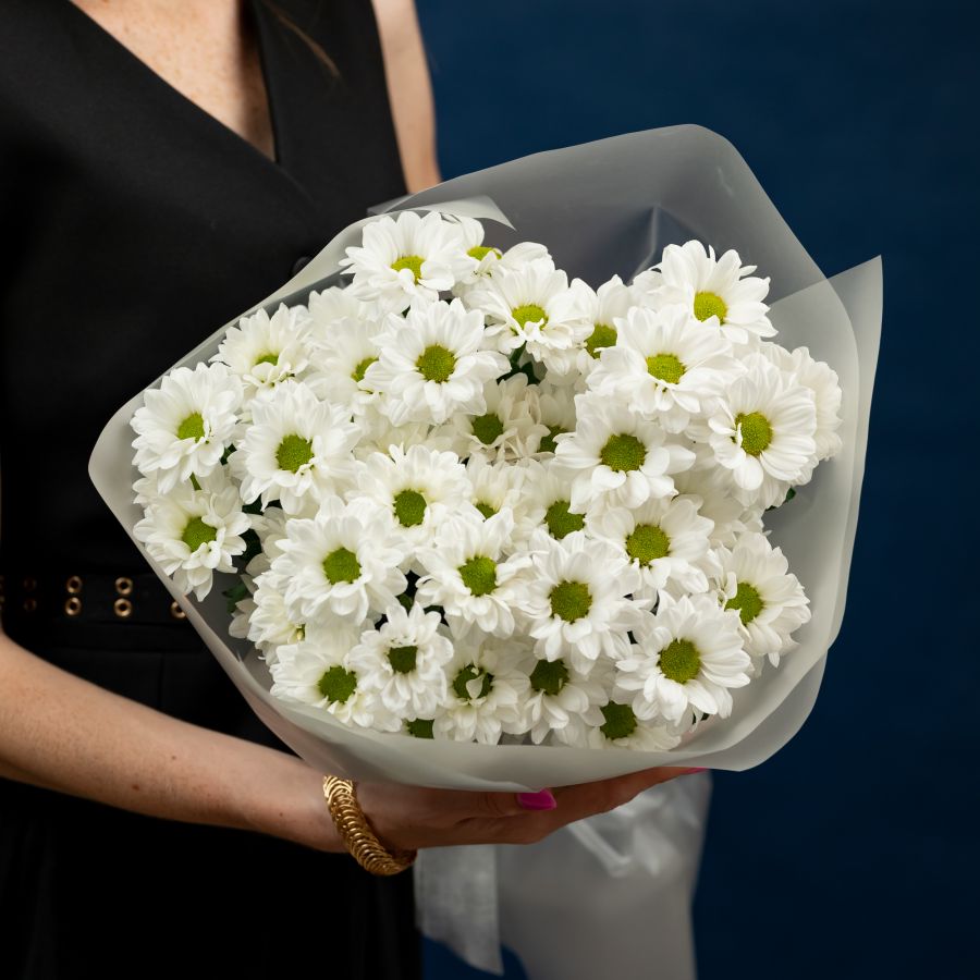 Хризантема (сорт Бакарди) 5 шт