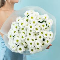 Хризантема (сорт Бакарди) от 5 шт