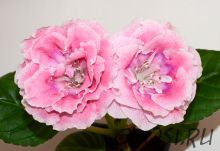 ЕН-Персиковый Закат (сел.Е.Николаева) Новинка 2025!