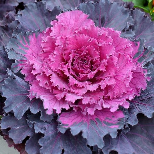 Капуста декоративная (Brassica oleraceae) Osaka Red, 50 семян