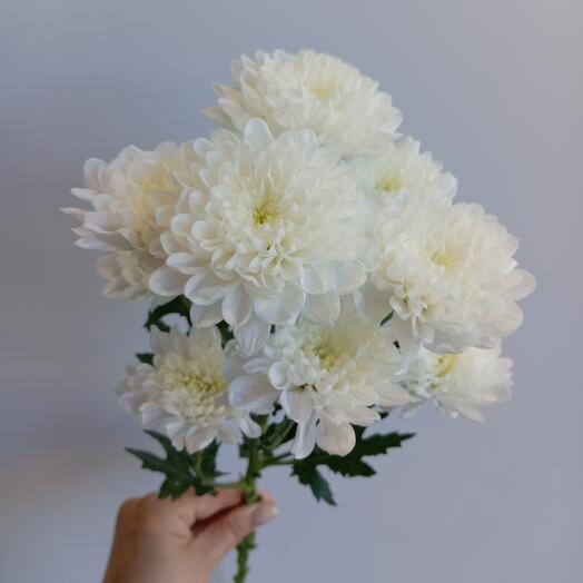 Хризантема кустовая Алтай