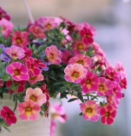 КАЛИБРАХОА Cabaret® Early Diva Cherry (Я)