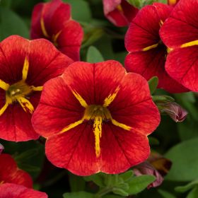 КАЛИБРАХОА Cabaret® Special Red Star (Я)