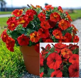 ПЕТУНИЯ BeautiCal® Red Maple
