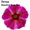 ПЕТУНИЯ BeautiCal® Rose Star (Я)