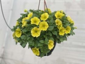 ПЕТУНИЯ GO!Tunia® Hello Yellow (Я)