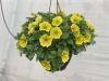 ПЕТУНИЯ GO!Tunia® Hello Yellow (Я)