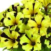 ПЕТУНИЯ GO!Tunia® Tiger Stripe