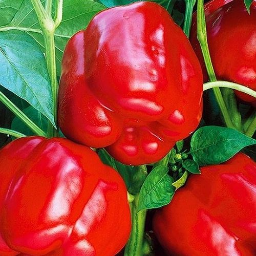 Перец сладкий Сатурн, 50шт семян