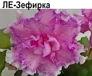 ЛЕ-Зефирка (Лебецкая)  НОВИНКА КАТАЛОГА!